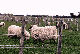 sheep3.jpg